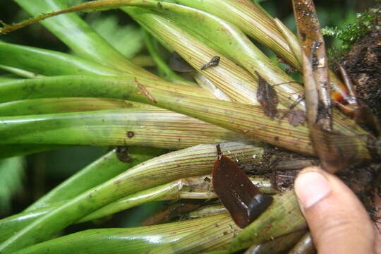 Image of Guzmania subcorymbosa L. B. Sm.