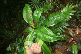 Image of Ardisia auriculata J. D. Sm.