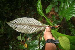 Image of Ardisia auriculata J. D. Sm.