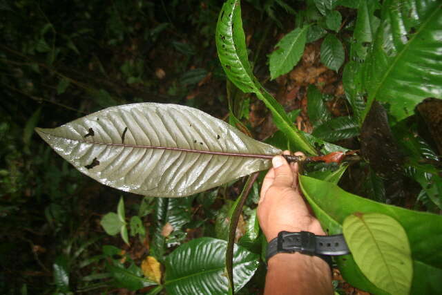 Image of Ardisia auriculata J. D. Sm.