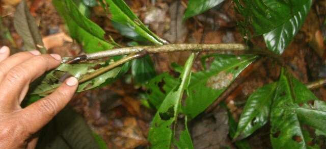 Image of Ardisia auriculata J. D. Sm.