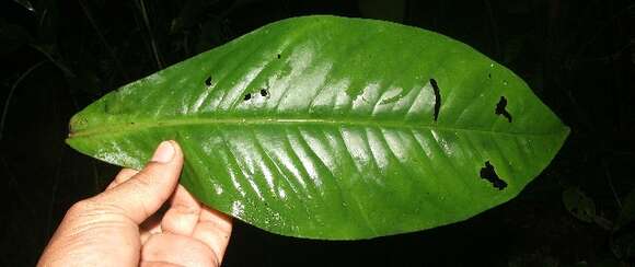 Image of Ardisia auriculata J. D. Sm.