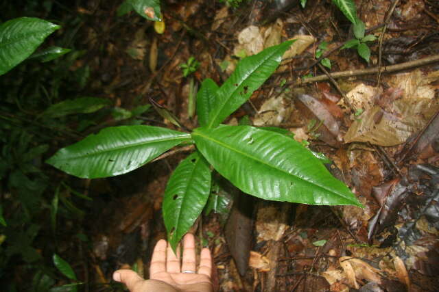 Image of Ardisia auriculata J. D. Sm.