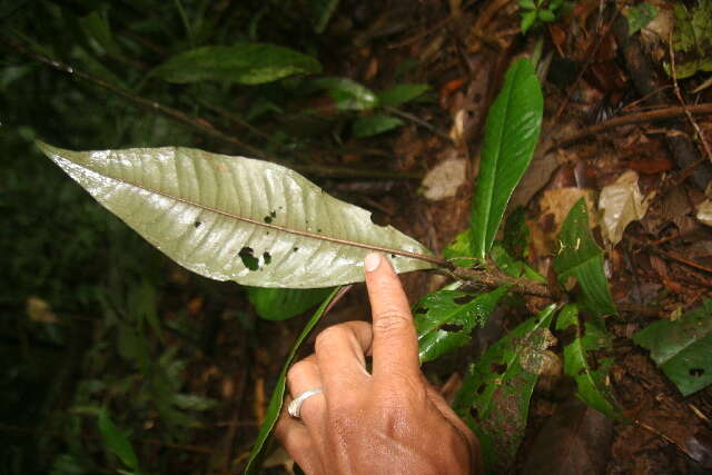 Image of Ardisia auriculata J. D. Sm.