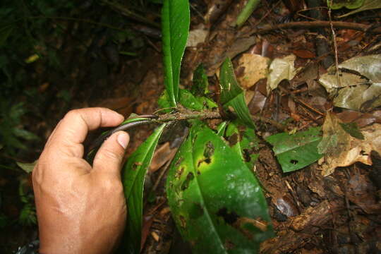 Image of Ardisia auriculata J. D. Sm.