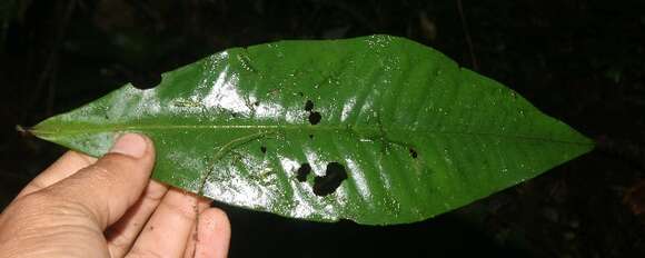 Image of Ardisia auriculata J. D. Sm.