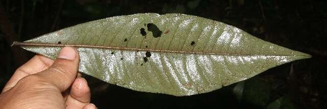 Image of Ardisia auriculata J. D. Sm.