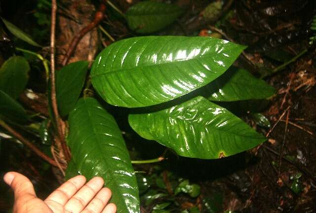 Image of Philodendron rhodoaxis G. S. Bunting