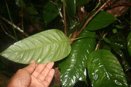 Image of Philodendron rhodoaxis G. S. Bunting