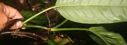 Image of Philodendron rhodoaxis G. S. Bunting