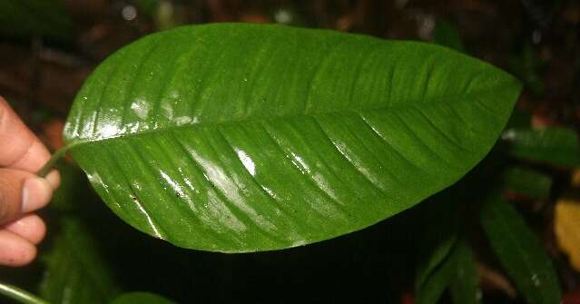 Image of Philodendron rhodoaxis G. S. Bunting