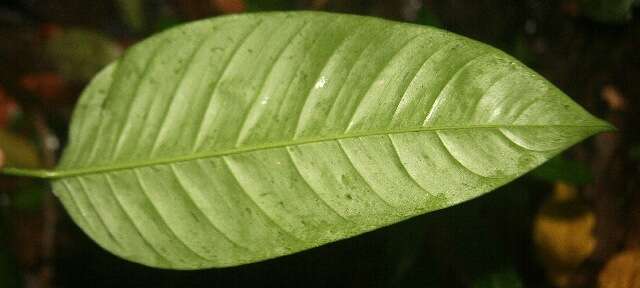 Image of Philodendron rhodoaxis G. S. Bunting