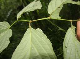 Image of Piperales