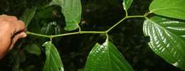 Image of pepper family