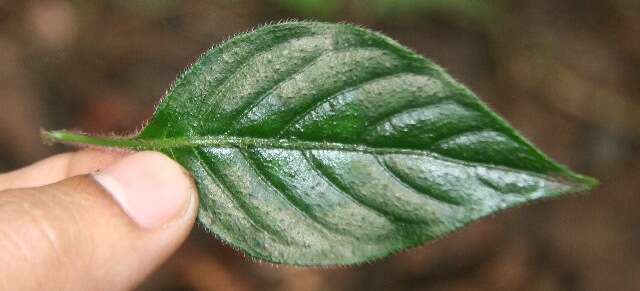 Image of Justicia brenesii (Leonard) D. N. Gibson