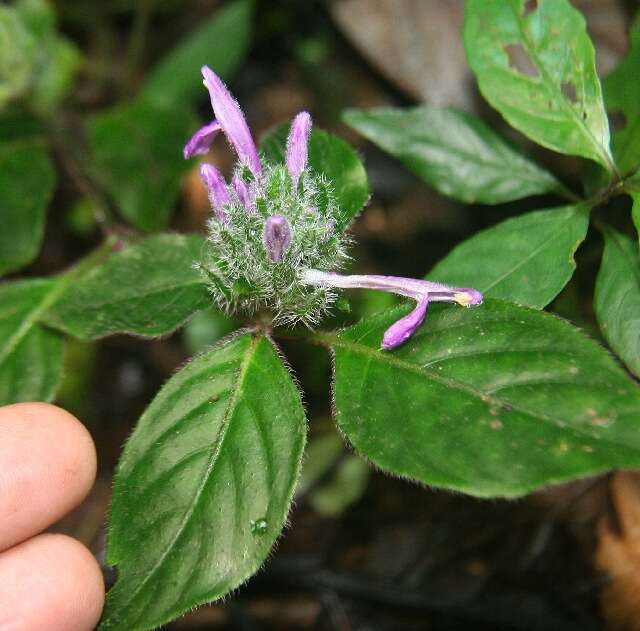 Image of Justicia brenesii (Leonard) D. N. Gibson