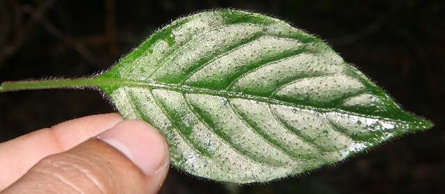 Image of Justicia brenesii (Leonard) D. N. Gibson