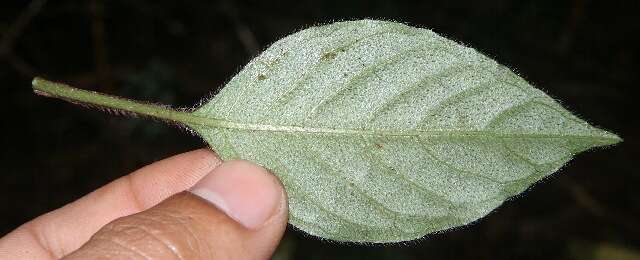 Image of Justicia brenesii (Leonard) D. N. Gibson