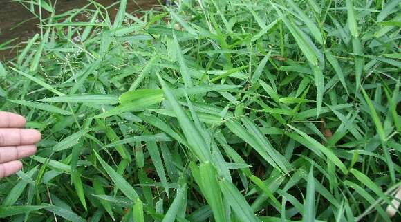 Image of Lax Gaping Grass