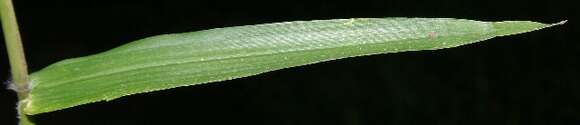 Image of Lax Gaping Grass