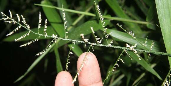 Image of Lax Gaping Grass