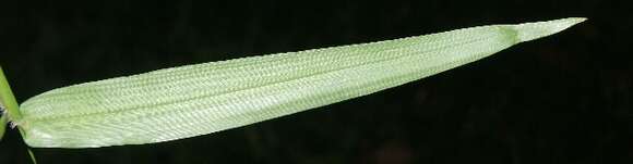 Image of Lax Gaping Grass