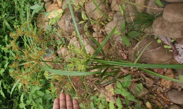 Image of Finger Flat Sedge