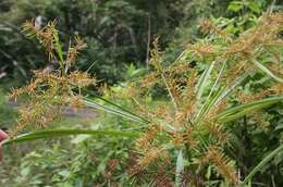 Image of Finger Flat Sedge