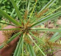 Image of Finger Flat Sedge