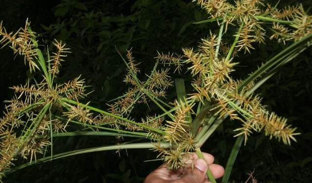 Image of Finger Flat Sedge