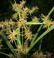 Image of Finger Flat Sedge