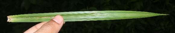 Image of Finger Flat Sedge