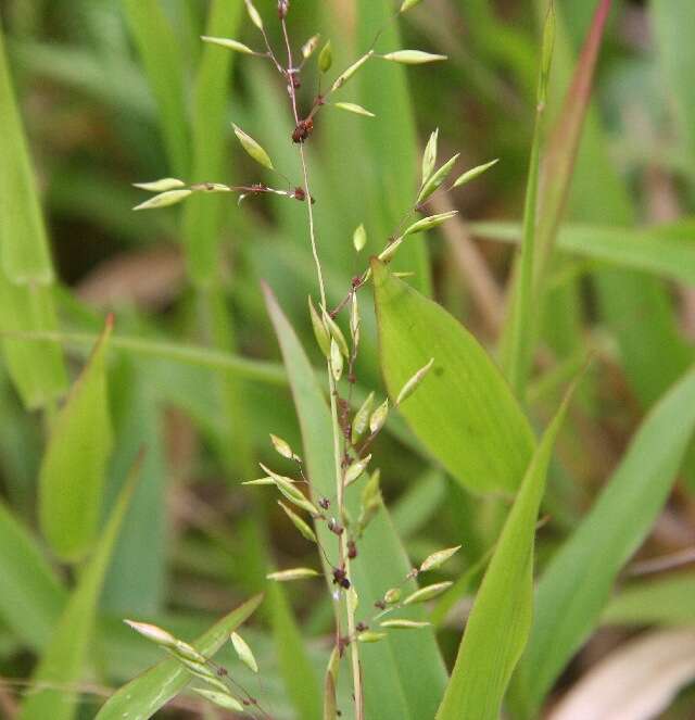 Image de Homolepis aturensis (Kunth) Chase