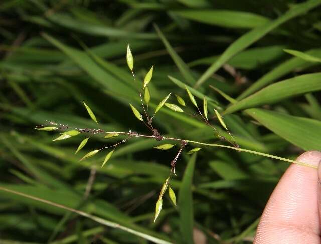 Image de Homolepis aturensis (Kunth) Chase