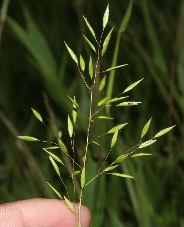 Image de Homolepis aturensis (Kunth) Chase