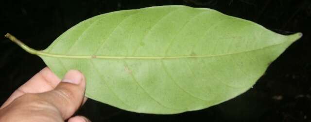 Image of Pouteria izabalensis (Standl.) Baehni