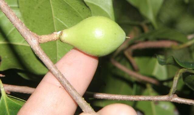 Image of Pouteria izabalensis (Standl.) Baehni