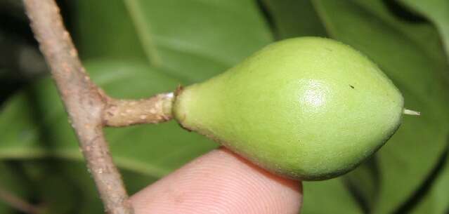 Image of Pouteria izabalensis (Standl.) Baehni