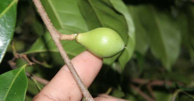 Image of Pouteria izabalensis (Standl.) Baehni