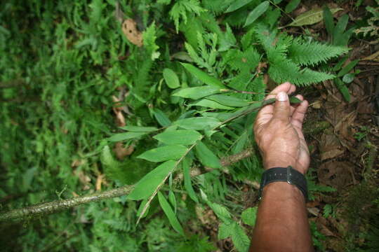 Image of Cryptochloa