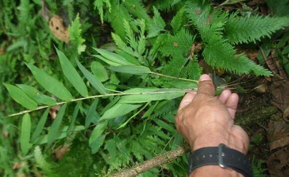 Image of Cryptochloa