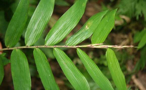 Image of Cryptochloa