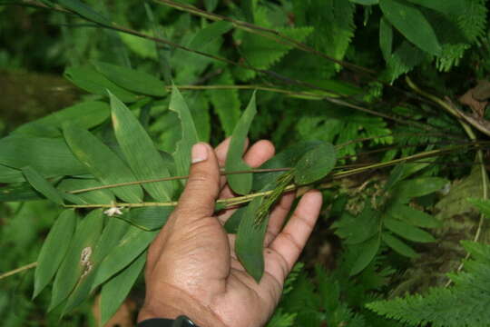 Cryptochloa resmi