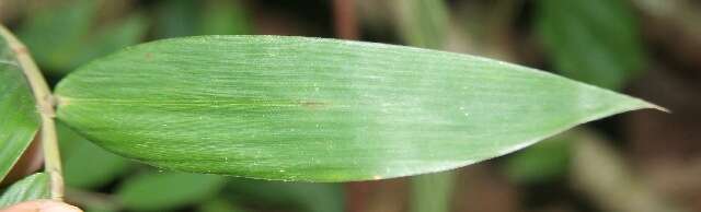 Image of Cryptochloa