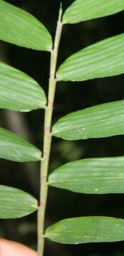 Image of Cryptochloa