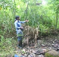 صورة Scleria latifolia Sw.