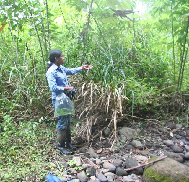 صورة Scleria latifolia Sw.