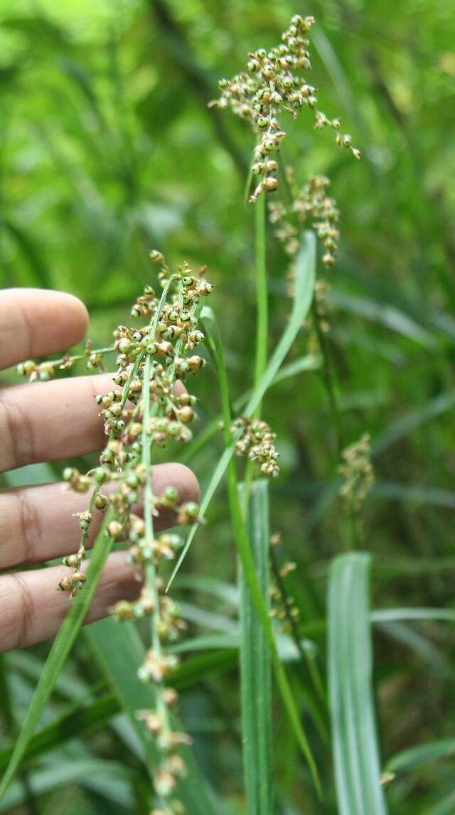 صورة Scleria latifolia Sw.