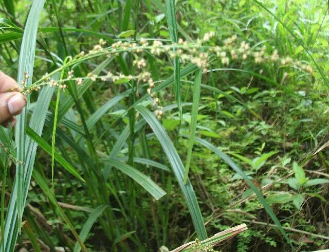 صورة Scleria latifolia Sw.