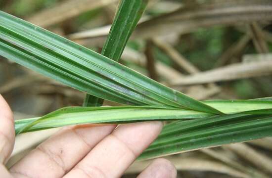 Image of Scleria latifolia Sw.